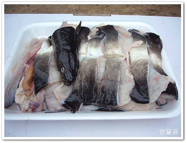 가래골 약초집(양구/남면)...쏘가리회와 자연산 민물장어에 장뇌삼주 한잔하다...